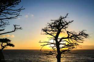 17 Mile Drive Silhouette-0177